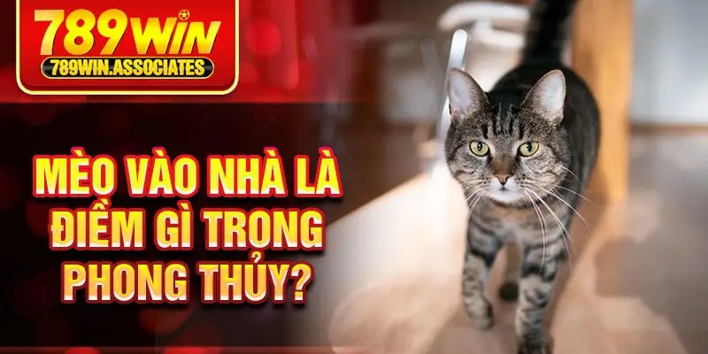 Mèo vào nhà là điềm gì trong phong thủy?
